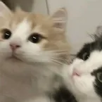 Almieravillardar3