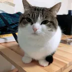 Luc2v