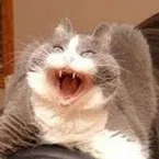 Cat_ishere