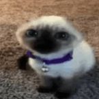 not_gato