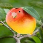 Kevfied