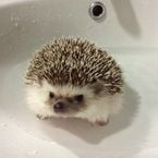 dutebadrk