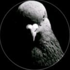 PTH_pigeons