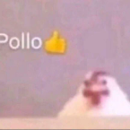 Pollo