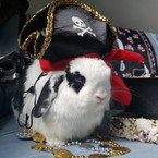 the_pirate_bunny