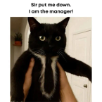 STRID3R