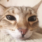 cowka