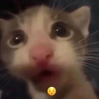 VVXM