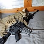 vesr