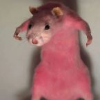 viku