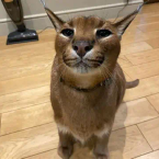 User profile picture