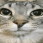 cat_da_scripter