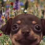 anyu's profile picture