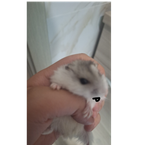 sammyblu20