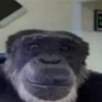 MiniMonkeyGood