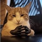 Moggus