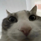 sirmeowsnotalot
