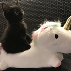MrNormal's profile picture