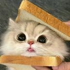 HubbyCat