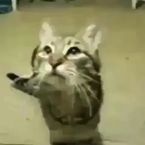 kittykatmeow's profile picture