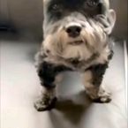davidisnotafurry