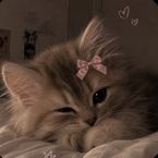 catislclosure