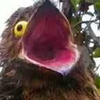 ChefSebastian7's profile picture
