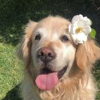 Zerelle
