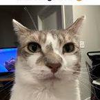 RAT_