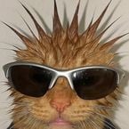 meowtology