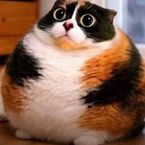 iMafia14's profile picture