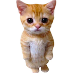 cxsir