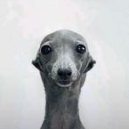 Tuahskibidi612