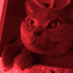 ricxr