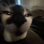 Kayrus