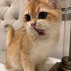 LunaTheCat