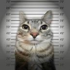 redskyy's profile picture