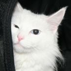 dpz3's profile picture