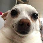 dogefan26's profile picture