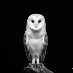 OwlI
