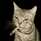 Shenanigan