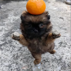 happy_satan's profile picture