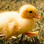 DuckClient_Scripts