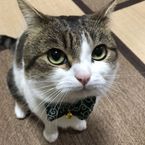 Gatotontoxd