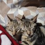 Sleeping_cats's profile picture