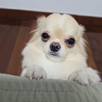 alicevgerbi's profile picture