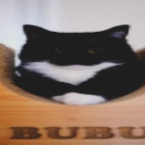 Bubufakerfdolbaeb