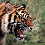 SIBERIAN_TIGERBLAZE's profile picture