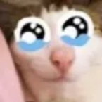 notgatooooo