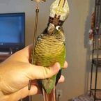 Lagado's profile picture